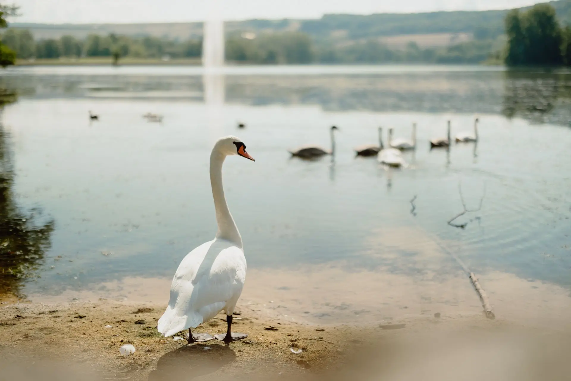 Swan getting ready to swim in lake with family of swans waiting for him
