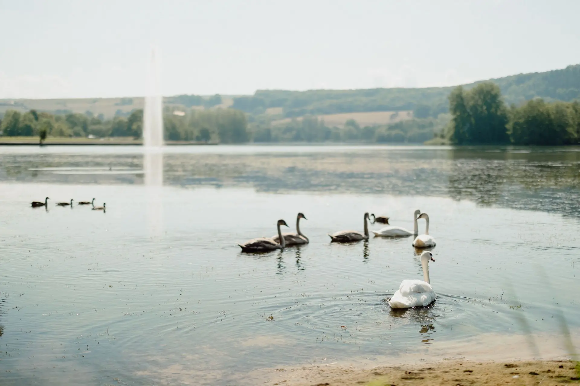 Swans swimming in lake with forest in the background