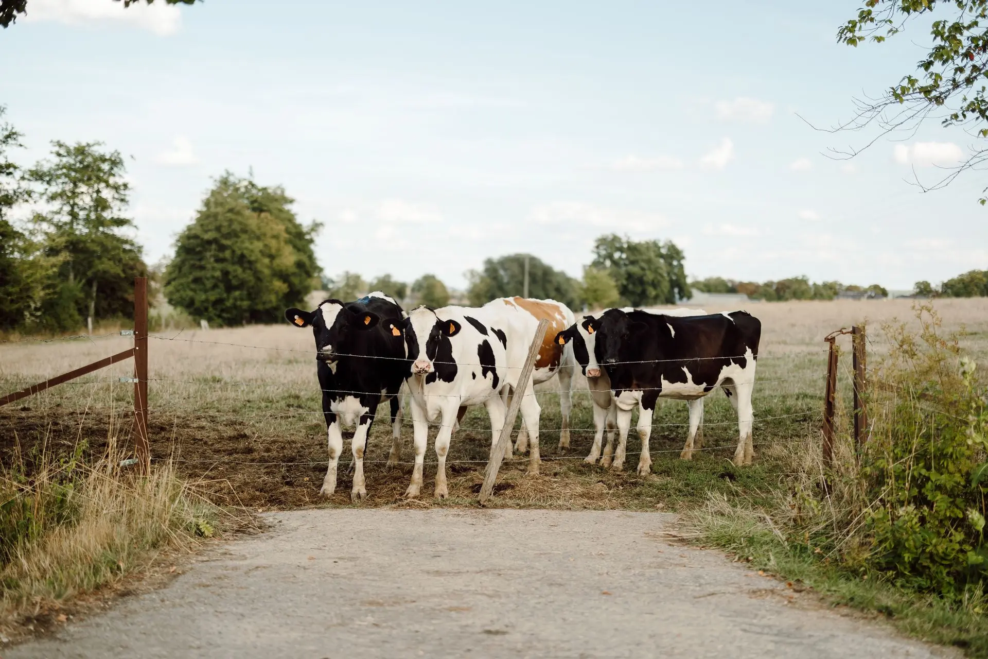 Cows waiting at the end of the road